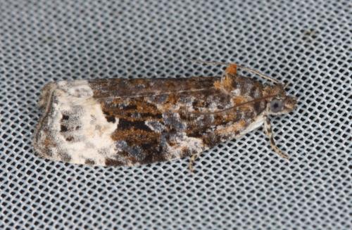 Apotomis capreana